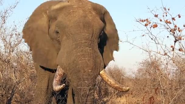 Large Male Bull Elephant Flapping His Ears While Looking Camera — Stockvideo