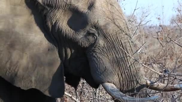 Close Profile View African Elephant Flapping His Ears While Eating — Vídeo de Stock