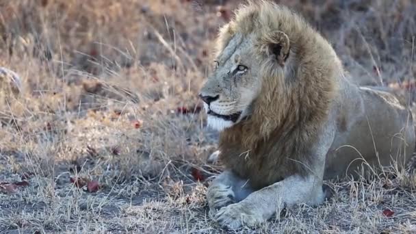 Blond Male Lion Sitting Grass Breeze Gently Blows His Mane — Stockvideo
