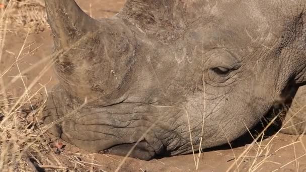 Close White Rhinoceros Face Sleeps — Stockvideo