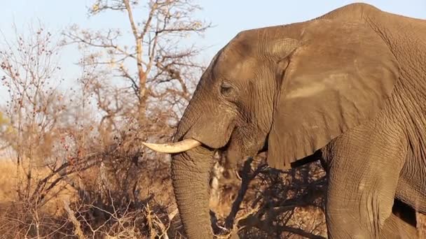 Elephant Eating Dry Grass Wild Winter Africa — Wideo stockowe