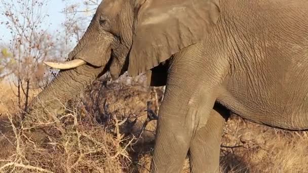 African Elephant Twisting His Trunk Dry Branches Search Food — Αρχείο Βίντεο