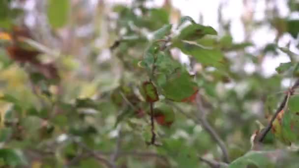 Strongly Wind Moves Violently Leaves Tree Cloudy Windy Day — Vídeos de Stock