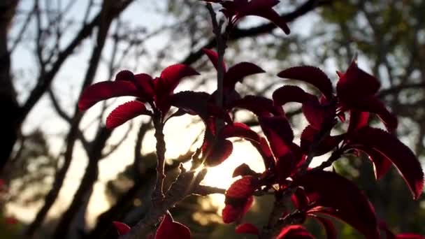 Sun Burst Starburst Shining Brightly Red Leaves Fall Sunrise — Stockvideo
