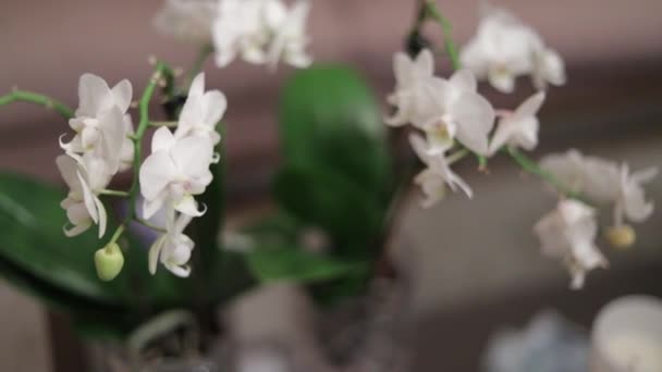 Mooie Bloemen Pot — Stockvideo