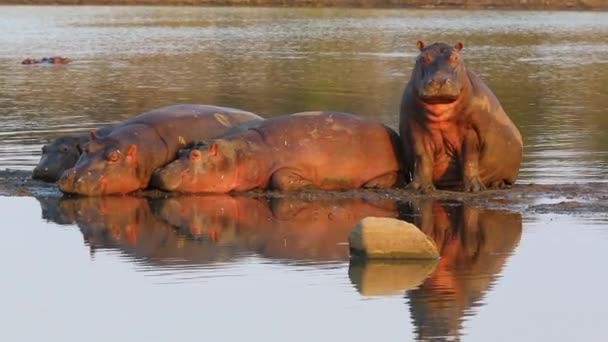 Hippo Sitting Next Small Pod Hippos Resting Opens His Mouth — Stock Video