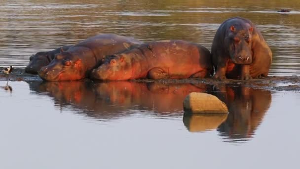 Lazy Hippos Relaxing Next Calm Waters Small Black Smith Plover — Stok video
