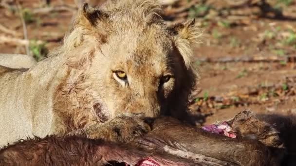 Three Year Old Nomadic Male Lion Feeding African Buffalo Late — Stok video