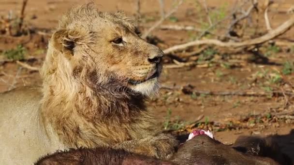 Three Year Old Male Lion Looking Anxiously Searching Possible Predators — Stockvideo