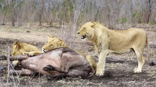 Three Young Nomadic Male Lions Moments Taking Female African Buffalo — Vídeo de stock