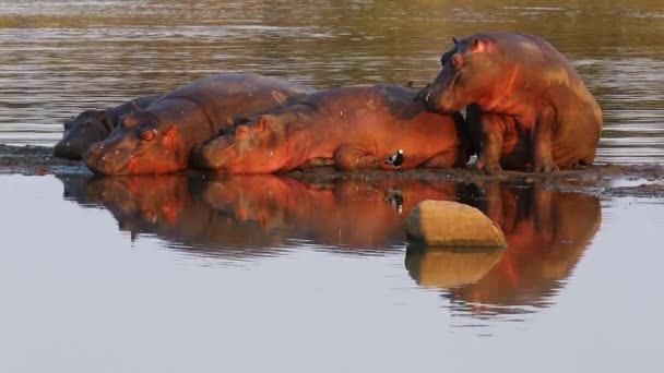 Hippo Part Small Pod Sits Opens His Mouth Shaking His — Stock videók