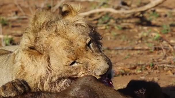 Drie Jaar Oude Nomadische Mannelijke Leeuw Die Zich Voedt Met — Stockvideo