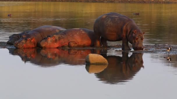 Hippo Digging Nose Nut Next Small Raft Taking Nap Water — Stock videók