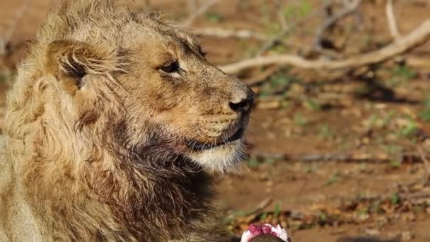 Three Year Old Nomadic Male Lion Looking Whilst Feeding African — стоковое видео