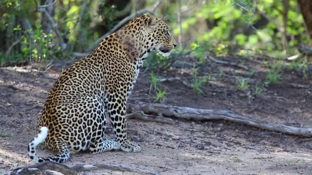 Wild Male Leopard Scratches Injury Neck Licks His Paw Moves — Vídeo de Stock