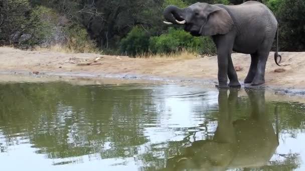 美しい反射で彼のトランクを伸ばす孤独な象の雄牛の飲料水 グレータークルーガー — ストック動画
