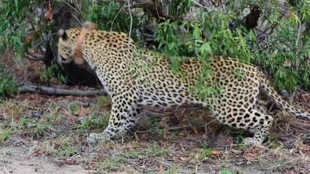 Leopardenmännchen Mit Halsband Boden Aufstehen Und Dann Revier Markieren — Stockvideo
