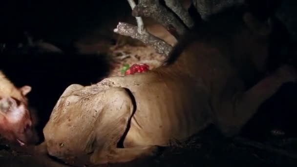 Одинокий Кочевой Раненый Лев Питается Убийством Гиенами Окружающими Хватающими Хвост — стоковое видео