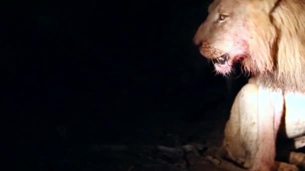 Eenzame Nomadische Gewonde Mannelijke Leeuw Voedt Zich Met Doden Met — Stockvideo