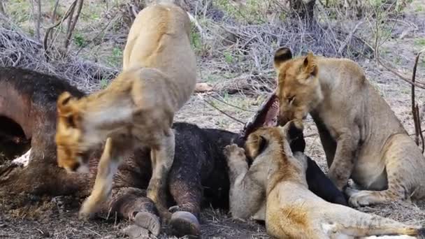 Juvenile Lions Feeding African Buffalo Kill — Stock Video