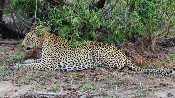 Male Leopard Tracking Collar Ground Getting Rubbing Head Looks — стоковое видео