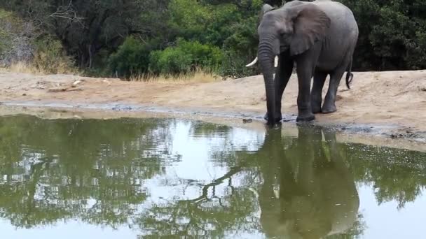 Lone African Elephant Bull Drinking Water Stretching His Trunk Beautiful — Stockvideo