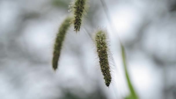 Beautiful Morning Close Tall Grass Swaying Wind Sun — Stock Video