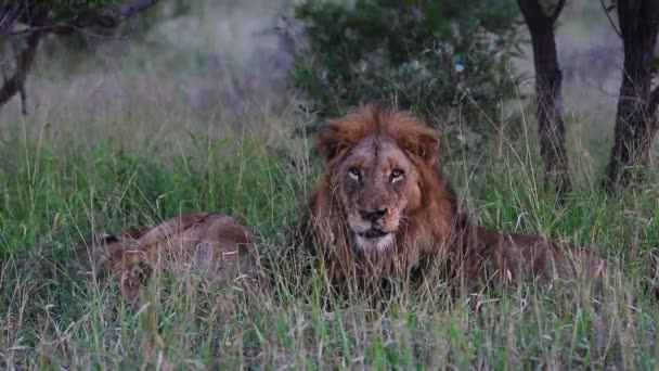 Wild Male Lion Keeps Guard Lioness Heat Sleeping Lush Green — Vídeos de Stock