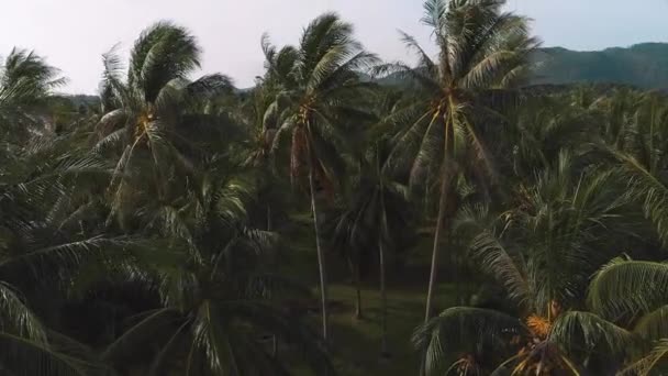 Aerial Flight Close Palm Trees Mountains Sea View Coast — Video