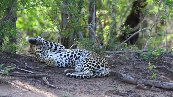 Male Leopard Lies His Back Swopping Flies Hovering Front His — Stockvideo