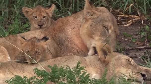 Lionesses Grooming Interacting Cubs Wilderness Africa — Vídeo de stock