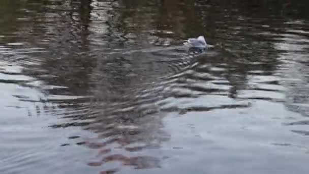 Mouettes Nageant Dans Eau — Video