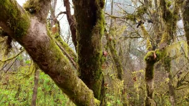 Wide Shots Many Branches Tree Algae — Video