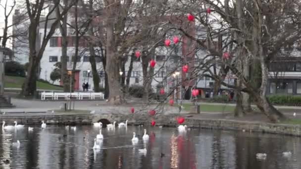 Swans Park Stavanger — Vídeo de Stock