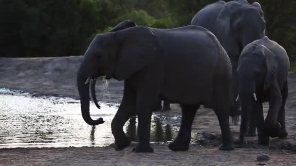 Красива Спокійна Обстановка Слона Рухається Водяній Щілині Останні Хвилини Дня — стокове відео