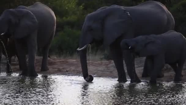 Calm Late Afternoon Setting Herd Elephant Finishing Time Waterhole Wilderness — стоковое видео