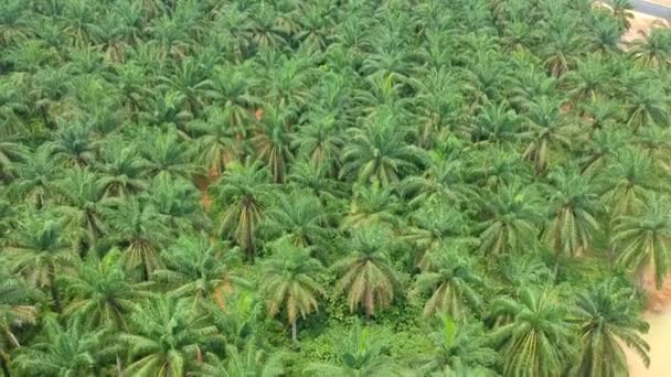 Wide Shots Palm Oil Plantation — Vídeo de Stock