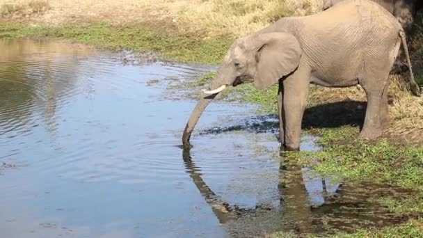 Young Elephant Bull Isolated Drinks Water Small Watering Hole Kruger — ストック動画