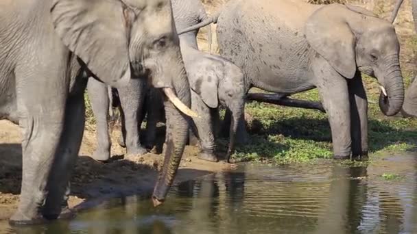 Footage African Elephants Waterhole Drinking Spraying Scenting Water Young Elephant — Stok video