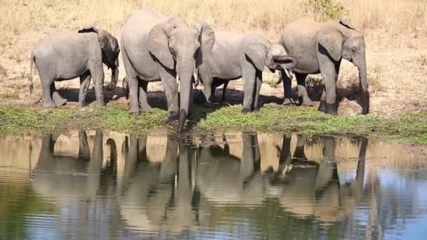 Matriarch Leads Her Family Water Drink Angle Which Footage Taken — Stockvideo