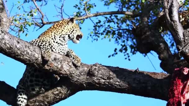 Young Male Leopard Tree Looking His Sibling Background Right Greater — Video