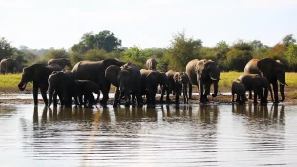 Grote Kudde Afrikaanse Olifanten Bij Waterput Voor Een Verfrissend Drankje — Stockvideo