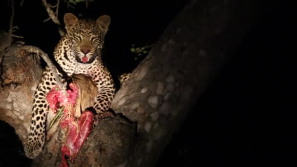 Leopard Zabíjením Stromě Noci Lapající Dechu Rozhlížející Osvětlený Reflektorem Větší — Stock video