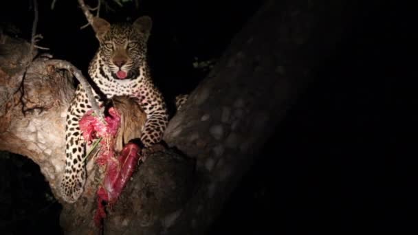 Leopard Kill Tree Night Panting Looking Illuminated Spotlight Wilderness Africa — Stock Video