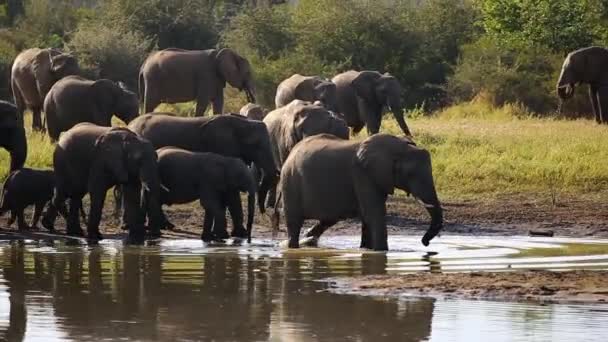 Panning Shot Herd African Elephant Elegantly Moving Passed Watering Hole — Stock videók