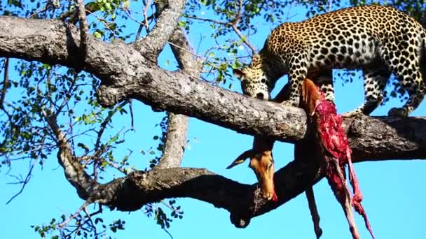 Young Male Leopard Moves Carcass Too Another Spot Tree African — Stok Video