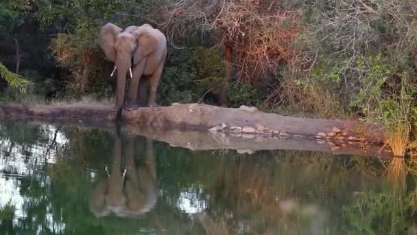 Young Elephant Bull Quenching His Thirst Lush Hidden Waterhole Pristine — Video Stock