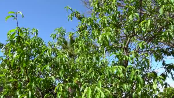 Uma Árvore Frutífera Balançando Lentamente Brisa — Vídeo de Stock