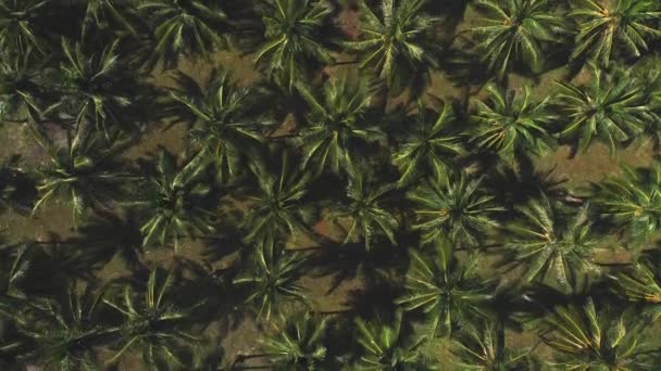 Aerial Flight Coconut Palm Trees Plantation Shadows — Αρχείο Βίντεο