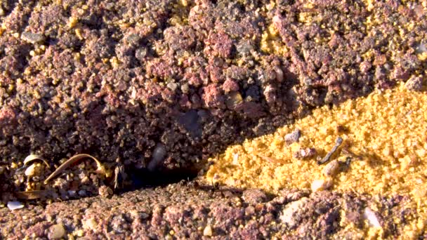 Tuğlalardaki Karınca Deliği — Stok video